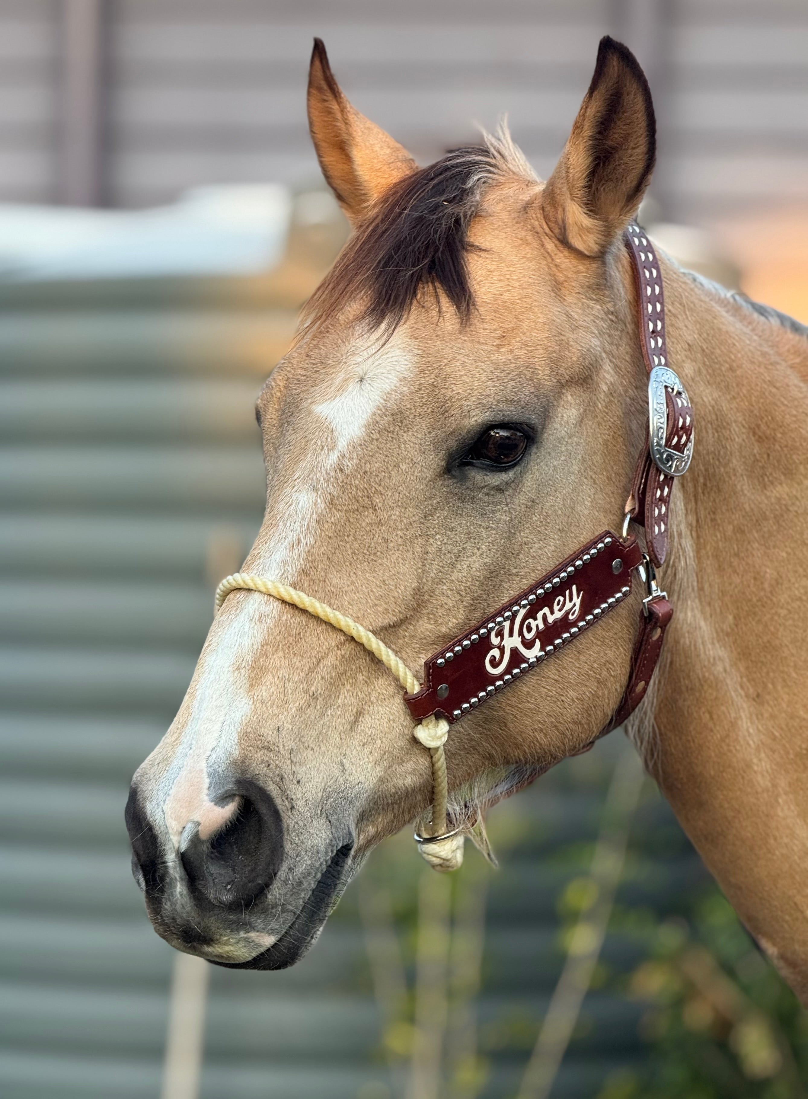 Custom Hybrid Halter